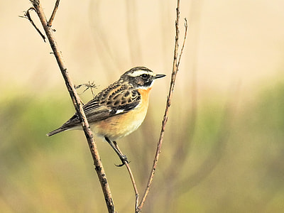 black and brown short-beak bird on brown tree branch during daytime thumbnail