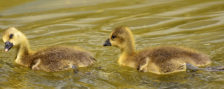 two brown ducks floating on body of water thumbnail