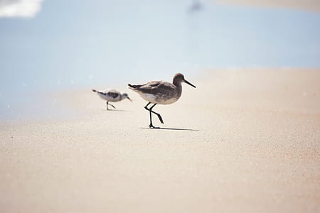 gray and white seagull in seashores thumbnail