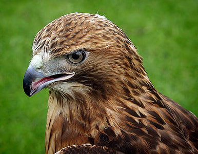 brown Falcon in close-up photography during daytime thumbnail