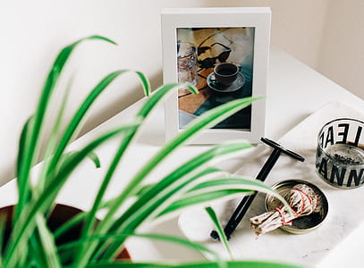 green leaf plant and white wooden photo frame thumbnail