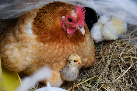 brown hen with chicks thumbnail