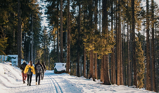 four person walking on snowfield between trees thumbnail