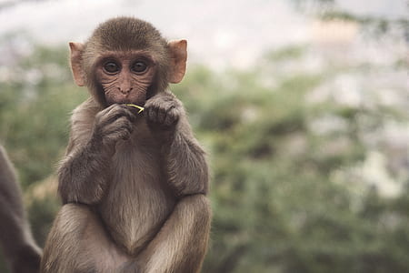 close-up photography of gray monkey thumbnail