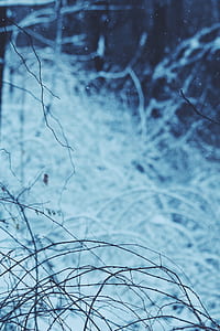 selective focus photography twigs thumbnail