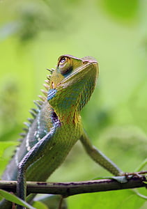 closeup photo of iguana thumbnail