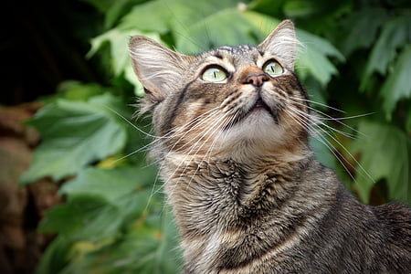 photo of gray and white cat thumbnail