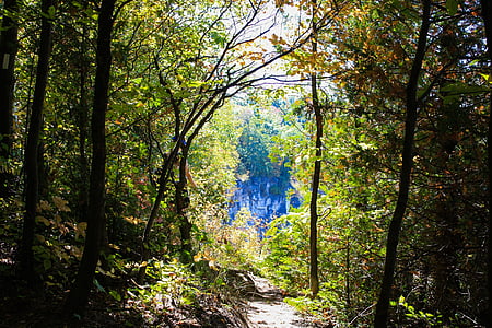 green leafed trees thumbnail