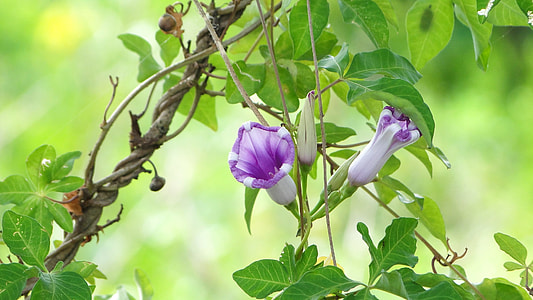 purple petaled flowers in bloom thumbnail