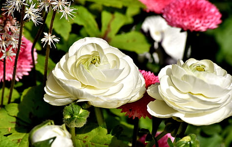 two white petaled flowers thumbnail