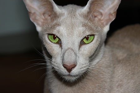gray cat thumbnail