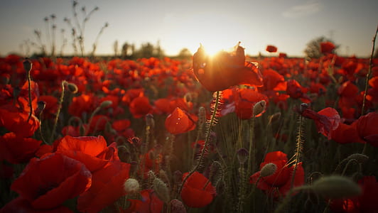 shallow focus photography of red poppy flower fields during daytime thumbnail