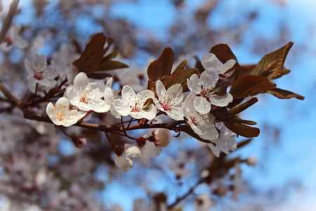 Almond Flowers, Cherry Blossoms thumbnail