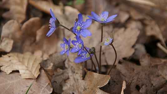 selective focus photography of purple hepatica flower thumbnail