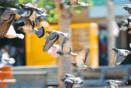 Flying pigeons thumbnail