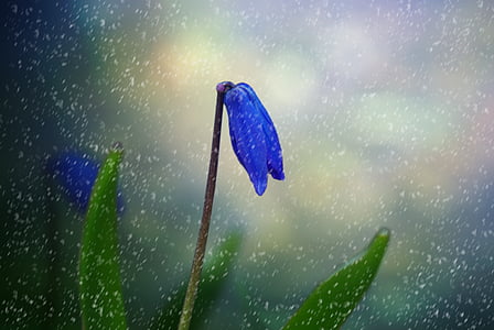 blue tulip thumbnail