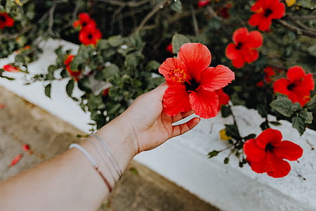 A red hibiscus flowers, Portugal thumbnail
