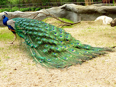 green tail Peacock thumbnail