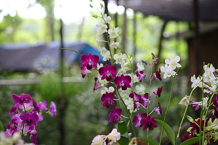 Shallow Focus Photography of White and Pink Flowers thumbnail