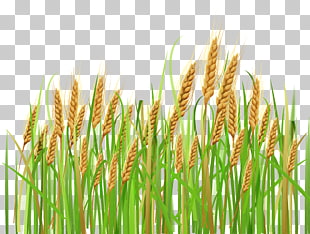 Wheat Cereal Ear Barley , Ears of Wheat , green rice grain illustration PNG clipart