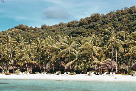 Palm Trees Near Beach Shore Under Sunny Sky thumbnail
