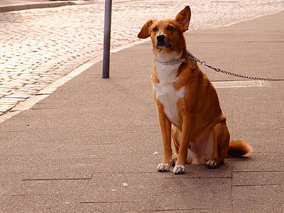 short-coated brown and white dog sitting on concrete pavement thumbnail