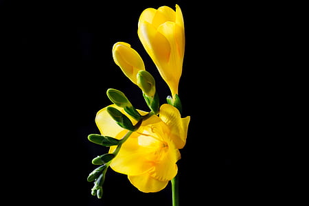 yellow freesia flower thumbnail
