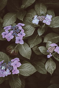 photo of purple flower thumbnail