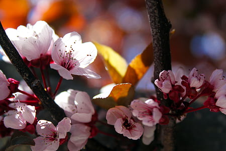 Close-up Photo of Cherry Blossoms thumbnail