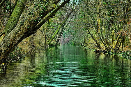 river surrounded by green trees thumbnail
