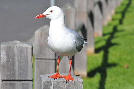 seagull perch on the bolster thumbnail