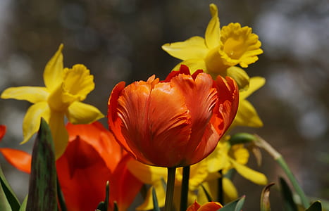 blooming orange and yellow flowers thumbnail