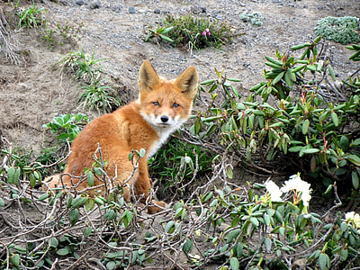 brown fox and green leafed plants thumbnail