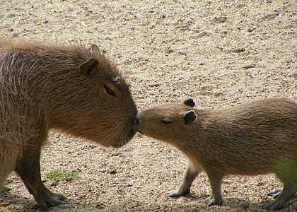 capybaras kissing each other thumbnail