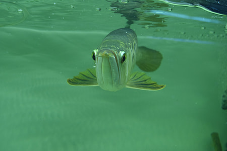 Arowana, Arowana Vietnam thumbnail
