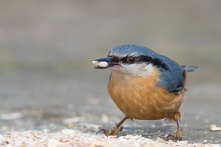 gray and brown bird eating white seed thumbnail