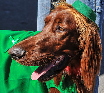 long-haired brown dog near body of water thumbnail