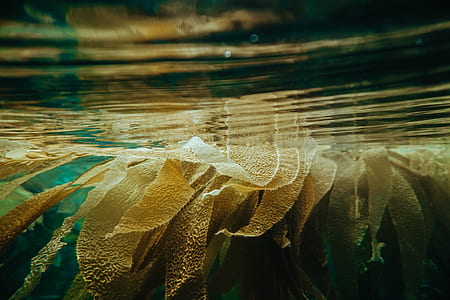 underwater photography of corals thumbnail