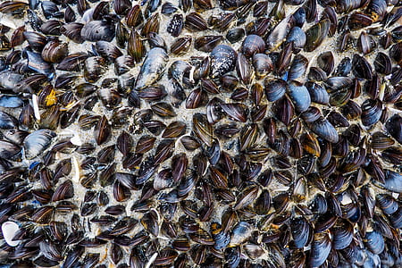 brown mussells thumbnail