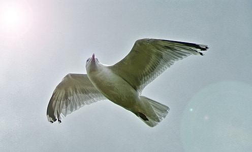 low angle photo of seagull flying during daytime thumbnail