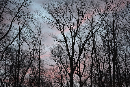 Sunrise Clouds Through Trees, Sunrise thumbnail