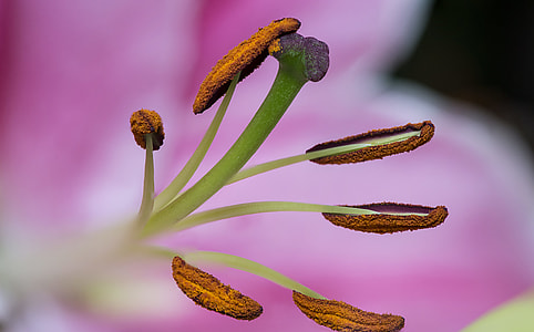 shallow focus photography of brown plants thumbnail