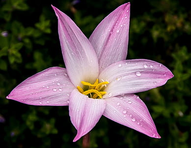 selective focus photography of pink lily flower thumbnail