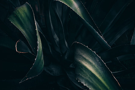Closeup shot of a plant thumbnail