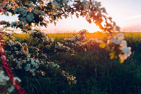 white petaled flower taken at sunset thumbnail