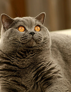 gray cat thumbnail
