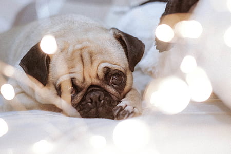 focus photography of Fawn pug lying on white leather surface thumbnail