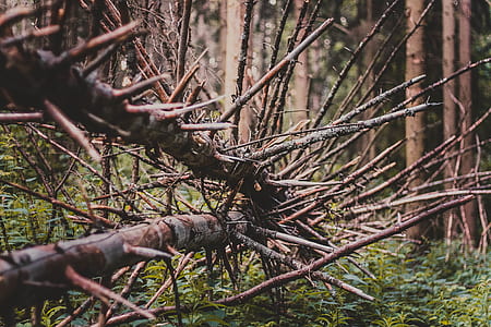 landscape, nature, forest, trees thumbnail