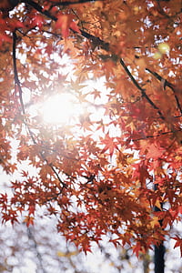 maple tree under sunlight thumbnail