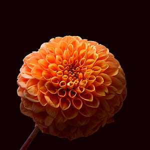 flower, flowers, dalia, plant, spring thumbnail